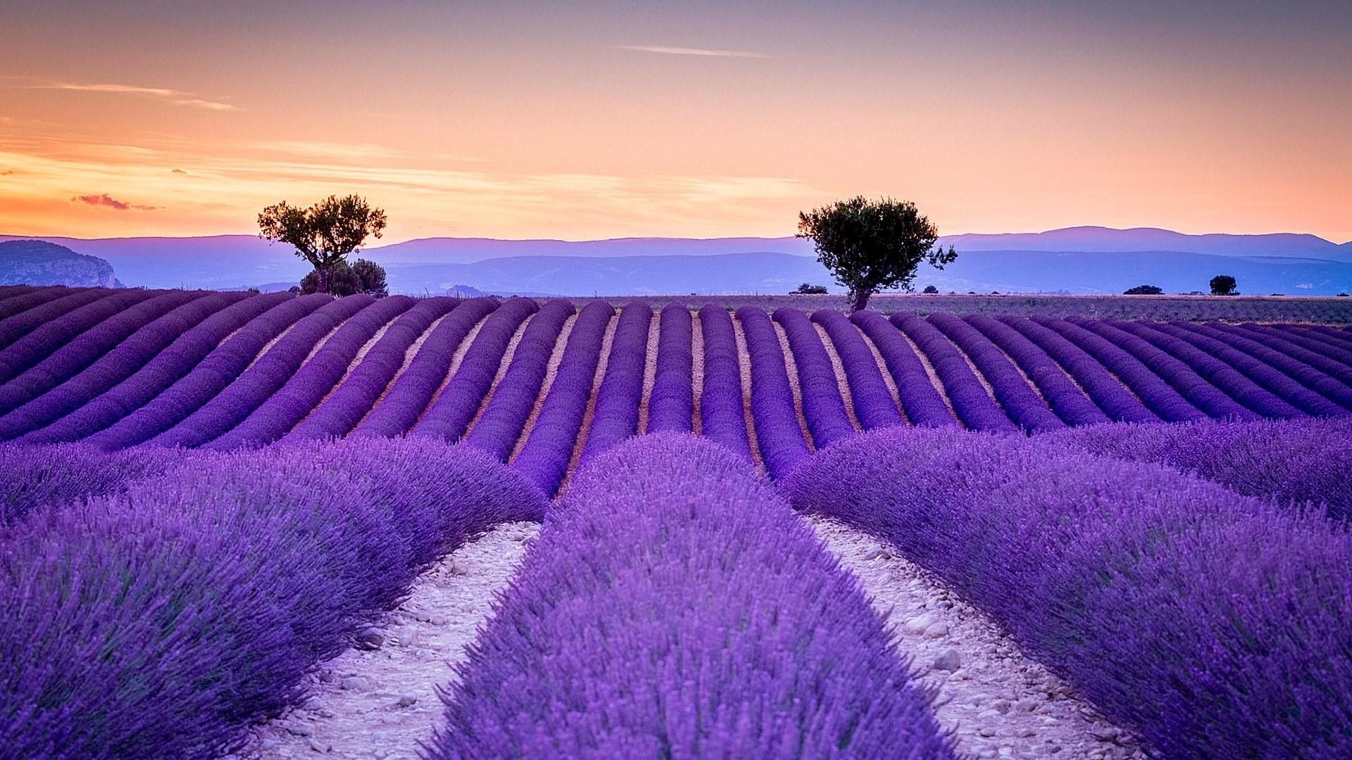 Campo de lavanda